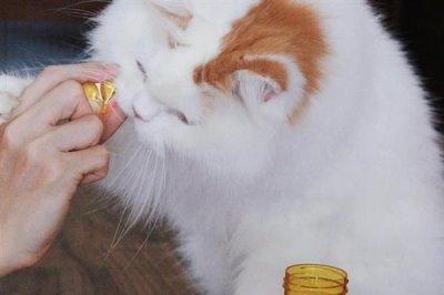 给猫咪饲喂鱼油的好处,可以有效改善猫咪的免疫系统