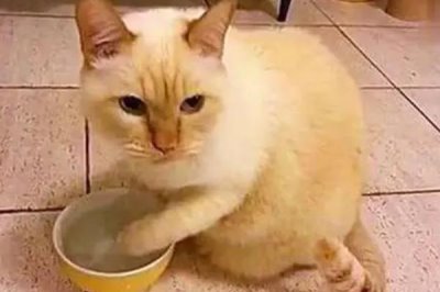 猫咪不喝水的原因,可能水不干净或生病了