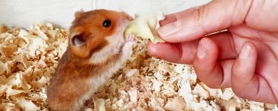 仓鼠可以放生吗,不建议将仓鼠放生