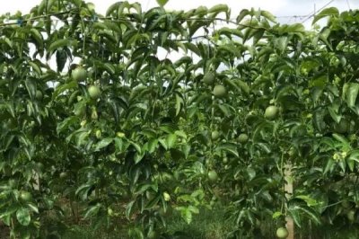 百香果如何施肥,通常是用有机肥和微生物菌肥