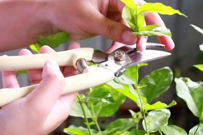 茉莉花花谢后该如何修剪，一定要及时将病虫枝剪除