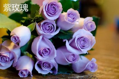 紫色花卉的花语，不同花卉的花语不同
