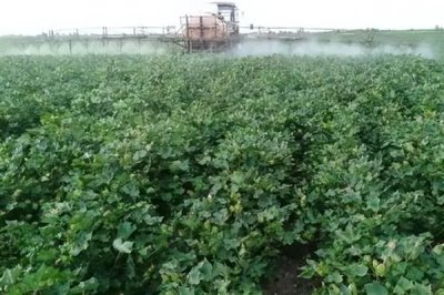 缩节胺的作用是什么,对植物营养生长有延缓作用