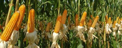 蒙龙504玉米品种的特性,高抗丝黑穗(0.0%HR)