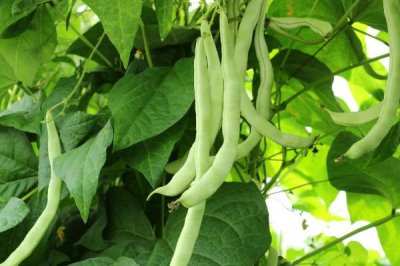 芸豆是豆角吗,芸豆不是豆角