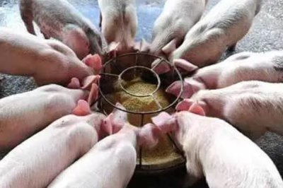 养猪没麸皮用什么代替,可以用玉米代替
