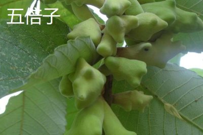 五倍子是五味子吗,是不同的两种植物