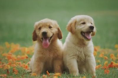 狗的启蒙教育包括哪些,包括基本行为规范训练