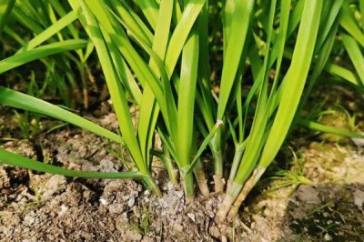 磷酸二氢钾的使用浓度，叶面喷施浓度为0.2-0.3%