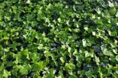 栽培常春藤的要点，每隔半月要追施一次复合肥