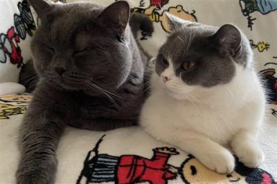 哪些人容易被猫咪抓伤,常见的有新人、小孩等