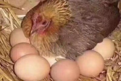 母鸡孵蛋的中途可以加蛋吗,是不能陆续的加入鸡蛋的
