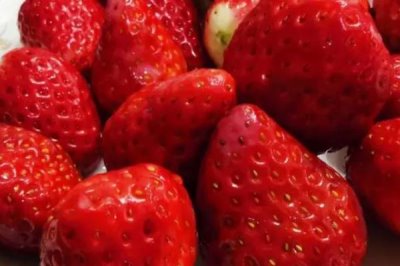 草莓开花的时间,通常为4-5月份