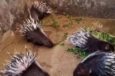 豪猪能不能人工养殖,可以养殖但要办理相关证件