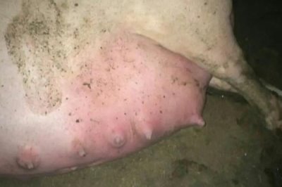 母猪下崽前有什么症状,前两周乳房会从后面向前面逐渐膨大