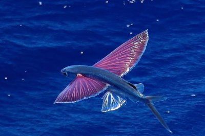 飞鱼的体型，最大约长45公分