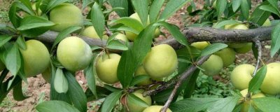 李子多久浇水一次,隔一个月左右浇一次水