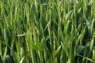 怀川109小麦品种简介,半冬性品种