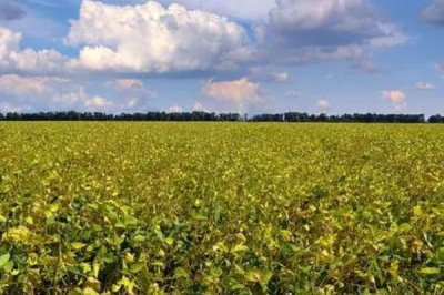 小粒黄豆的栽培技术,播种前要晾晒好种子