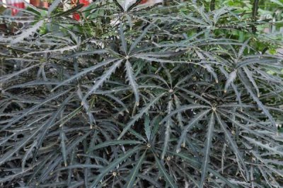 怎么养孔雀木，适宜的生长温度为18-28度