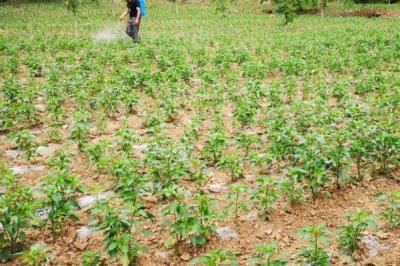 辣椒籽能否直接种植,播种后要注意保持湿度