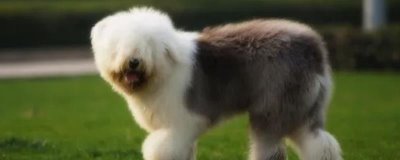 古牧掉毛的原因,可能是季节性掉毛或患皮肤病等