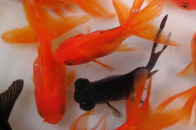 怎么治疗金鱼肠炎病,是细菌感染肠道引发的肠炎