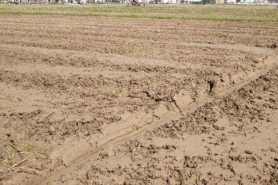 菠菜的种植时间,春菠菜在3月播种