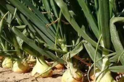 洋葱一年可以种几次,一年只能播种一次