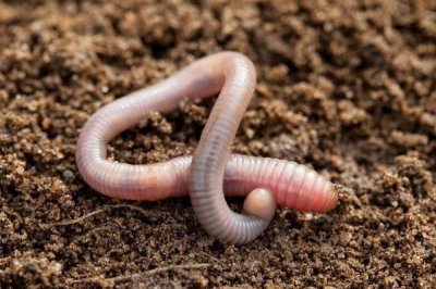 怎么钓甲鱼,对鱼竿要求不高