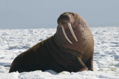 什么是海象，属于群居哺乳动物