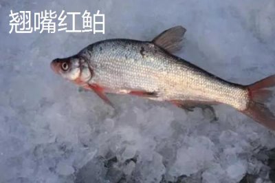 翘嘴红鲌简介，是中上层大型淡水经济鱼类