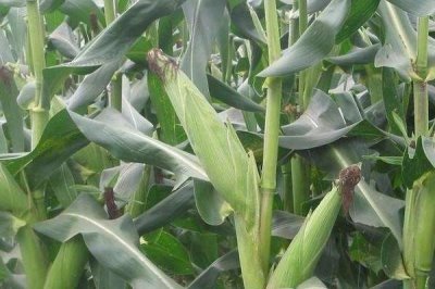 六颗星551玉米种子介绍,适宜播种期4月下旬至5月上旬