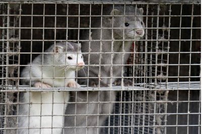 冬季后备种貂的管理技术,公母要分开单独管理