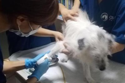 宠物低血糖应该怎么解决,首先要明白低血糖的原因再对症治疗