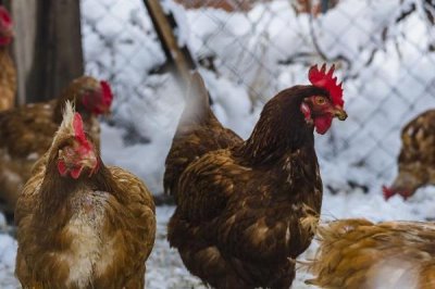 冬季养鸡的注意事项，要给它们做保暖措施