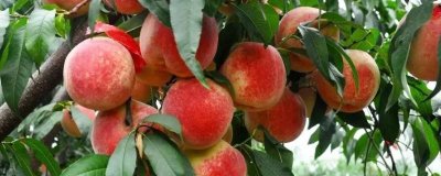 东丰冬桃的产地,分布于安徽、云南、贵州、四川等地