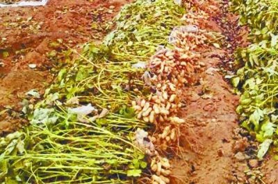 花生收获、留种、晒种和贮藏技术,收获后应带秧倒置在田间晾晒