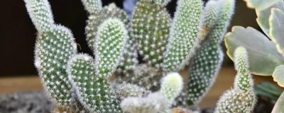 仙人掌的花语，寓意坚强不屈、刚毅爱情等