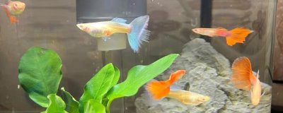 孔雀鱼的养殖方法,保持适宜的水温和PH值