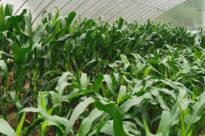 玉米播种后多久拔节,通常需要根据玉米的品种而定