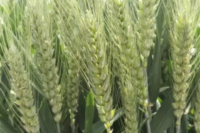 联丰707小麦种简介，全生育期227.9天