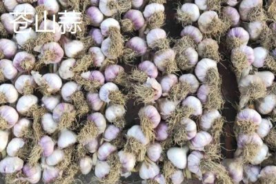 大蒜品种介绍，合理选择因地制宜的蒜种