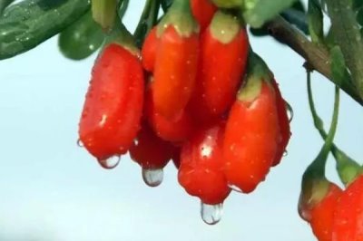 枸杞主产于哪些省份,宁夏、内蒙古、甘肃、河北等省份是主产地