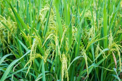 楚粳54号水稻种子特征特性，全生育期175天