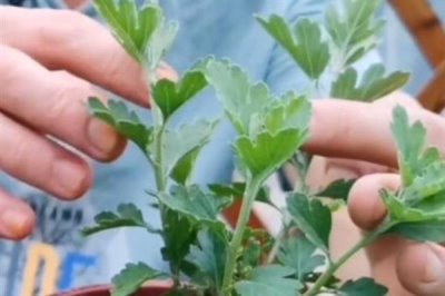 秋季怎么养护菊花，每天要晒光2-3小时