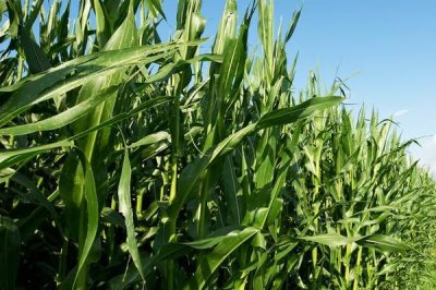 FSZW30玉米种子介绍,中抗茎腐病
