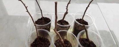 怎么扦插三角梅，剪取健康的枝条插入土壤中