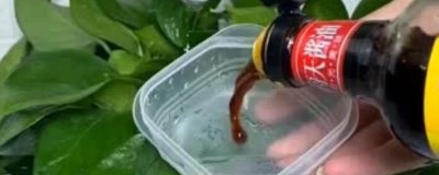 绿萝放酱油是否长得快,酱油含丰富的钙元素可加快其生长速度
