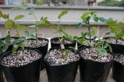 月季花的扦插方法,适宜在早春或者晚秋时节进行